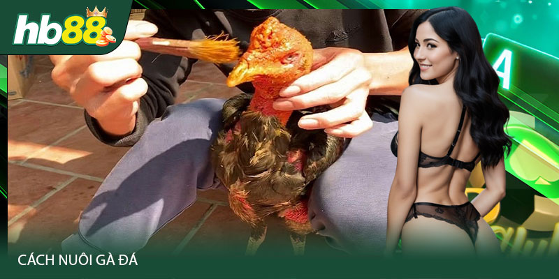Các kỹ thuật được áp dụng để chăm sóc các gà chiến
