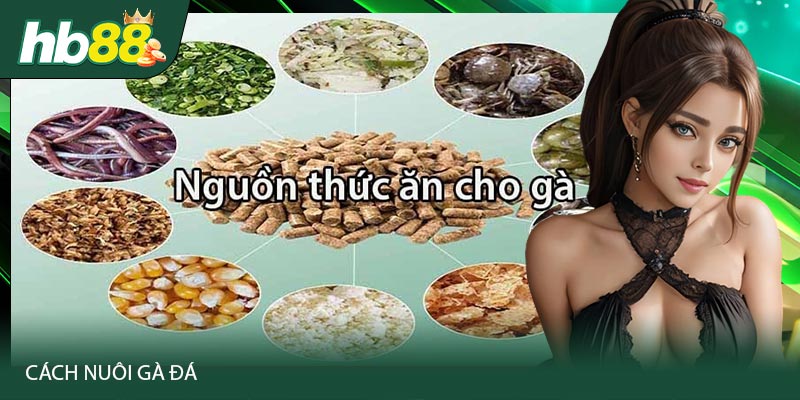 Cách nuôi gà đá qua việc cung cấp dinh dưỡng