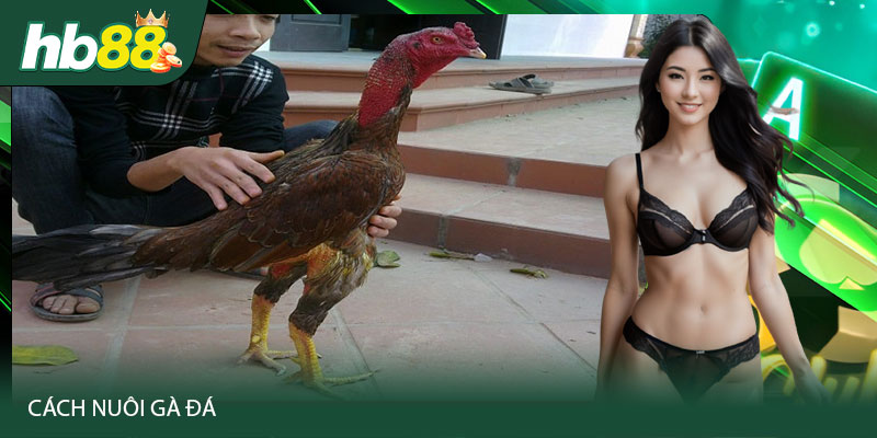 Quy trình để tạo nên các chiến kê có khả năng đá tốt